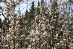 Amelanchier lamarckii (Amerikaans krentenboompje)
