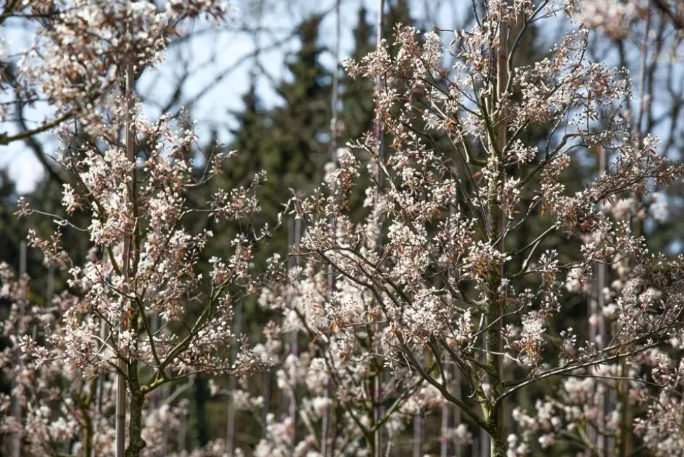 Amelanchier lamarckii (Amerikaans krentenboompje)