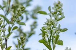 Amelanchier lamarckii (Amerikaans krentenboompje)