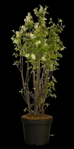 Amelanchier lamarckii (Amerikaans krentenboompje)