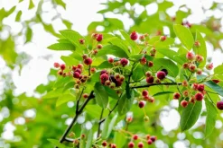 Amelanchier lamarckii (Amerikaans krentenboompje)