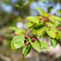 Amelanchier lamarckii (Amerikaans krentenboompje)
