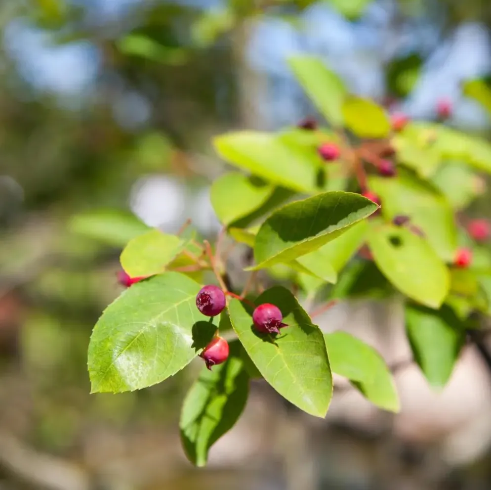 Amelanchier lamarckii (Amerikaans krentenboompje)