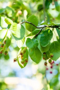 Amelanchier lamarckii (Amerikaans krentenboompje)