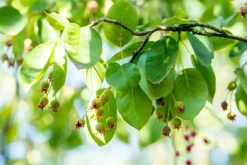 Amelanchier lamarckii (Amerikaans krentenboompje)