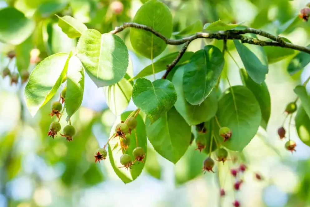 Amelanchier lamarckii (Amerikaans krentenboompje)