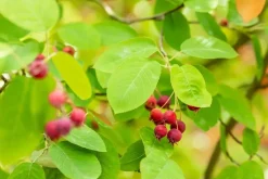 Amelanchier lamarckii (Amerikaans krentenboompje)