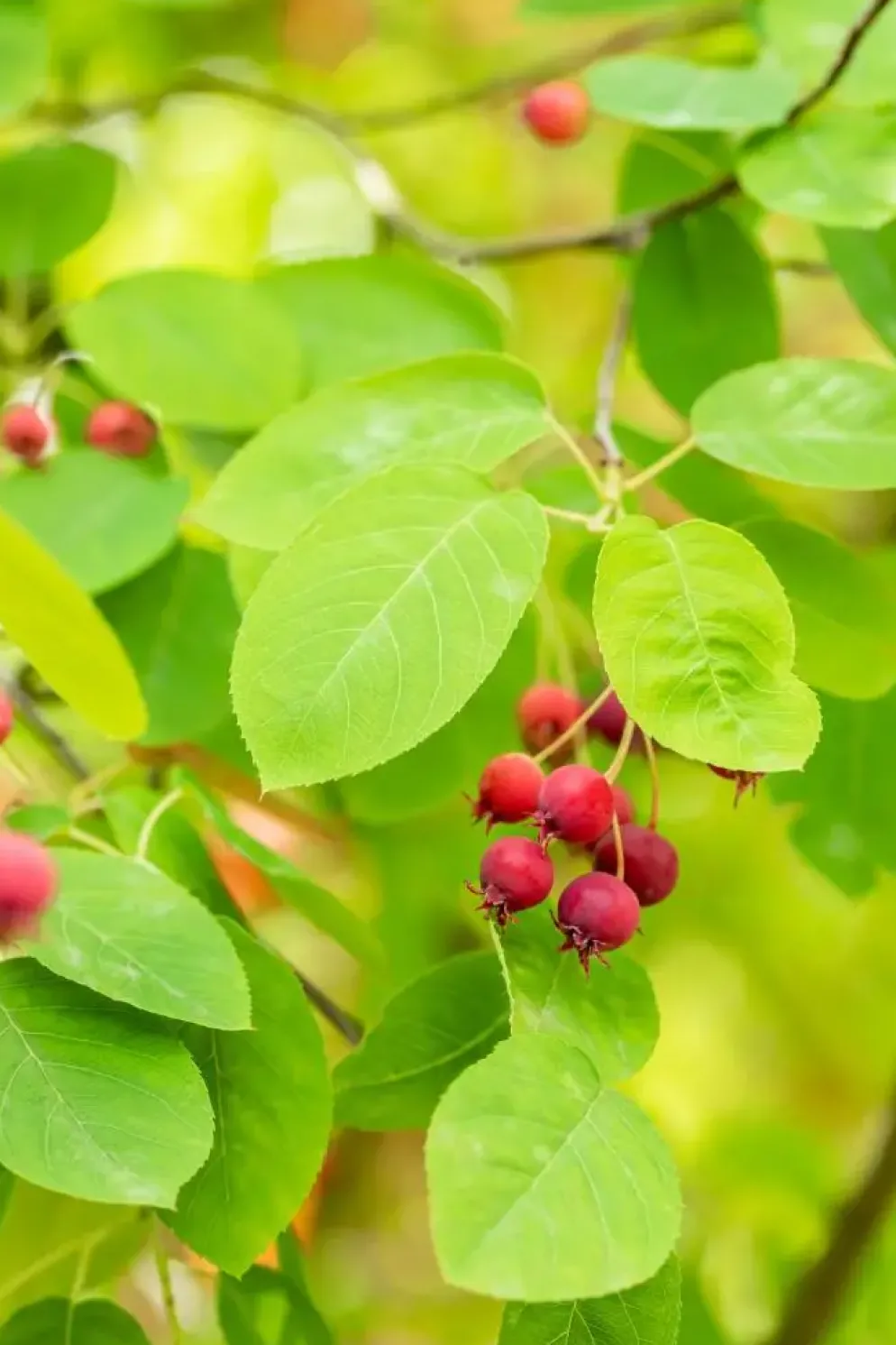 Amelanchier lamarckii (Amerikaans krentenboompje)