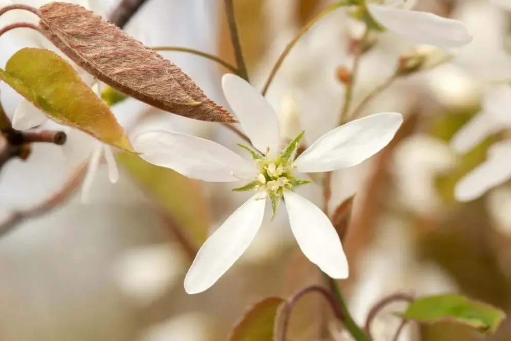Amelanchier lamarckii (Amerikaans krentenboompje)