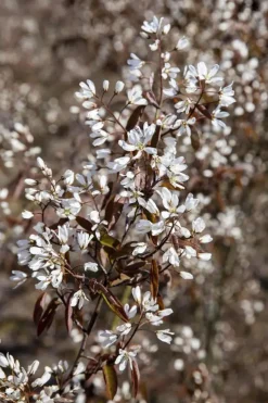 Amelanchier lamarckii (Amerikaans krentenboompje)