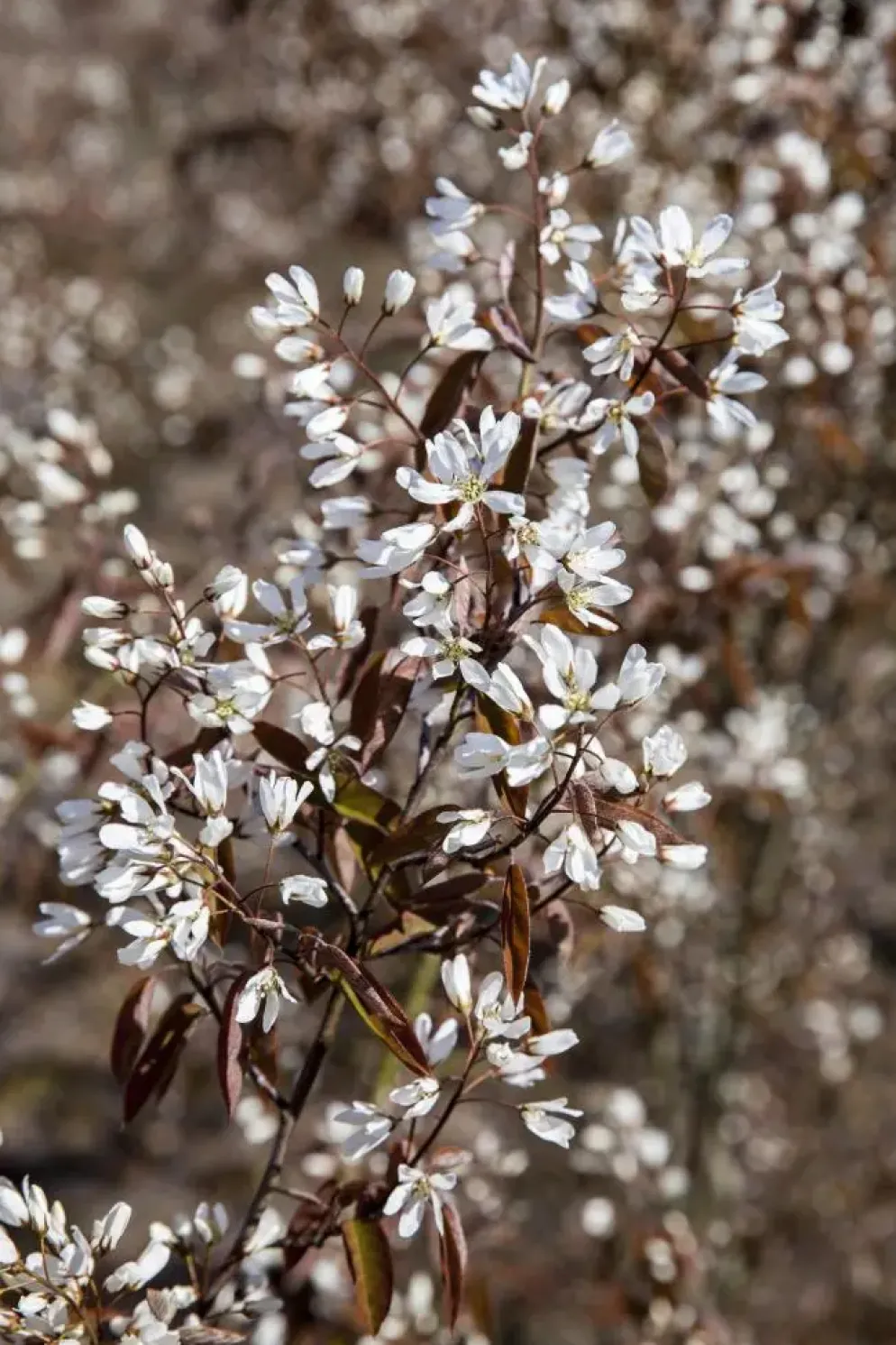 Amelanchier lamarckii (Amerikaans krentenboompje)