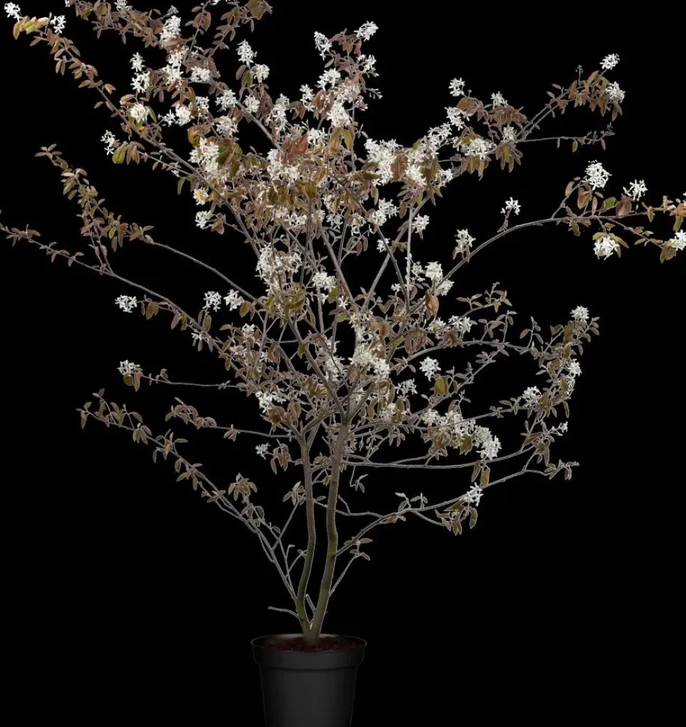 Amelanchier lamarckii (Amerikaans krentenboompje)