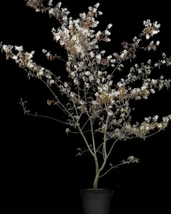 Amelanchier lamarckii (Amerikaans krentenboompje)
