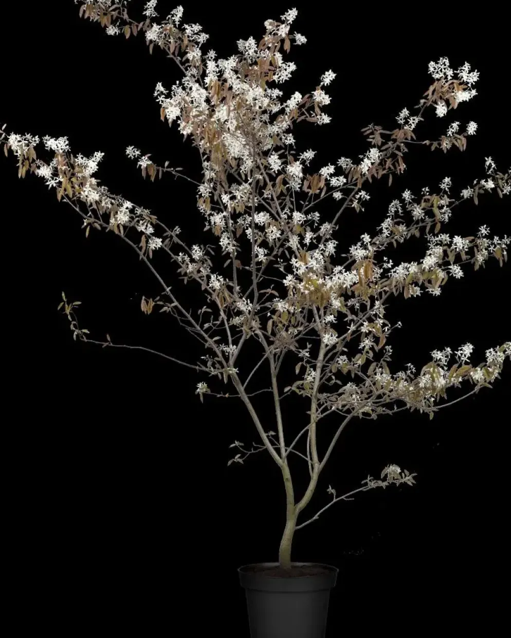 Amelanchier lamarckii (Amerikaans krentenboompje)