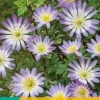 Anemone blanda Charmer 15 stuks