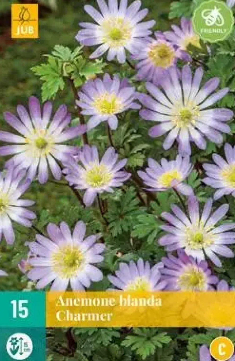 Anemone blanda Charmer 15 stuks