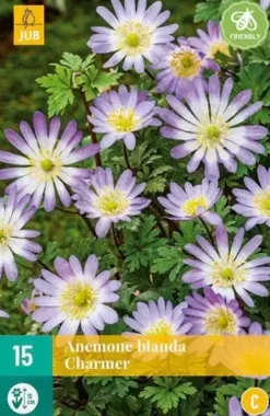 Anemone blanda Charmer 15 stuks