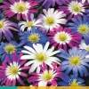 Anemone blanda mix 15 bloembollen