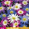 Anemone blanda mix 50 bloembollen