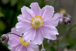 Anemone hupehensis 'September Charm' (Anemoon)