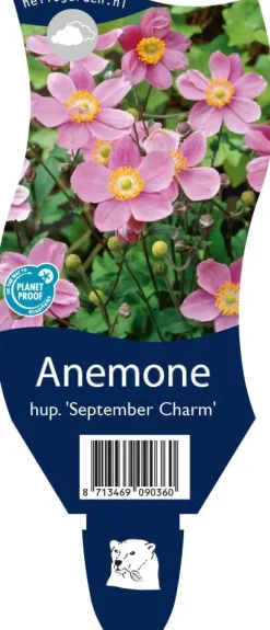 Anemone hupehensis 'September Charm' (Anemoon)