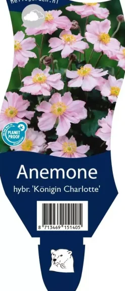 Anemone hybrida 'Königin Charlotte' (Japanse anemoon)
