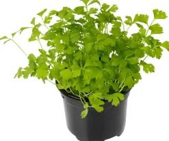 Apium graveolens (Selderij) 15cm