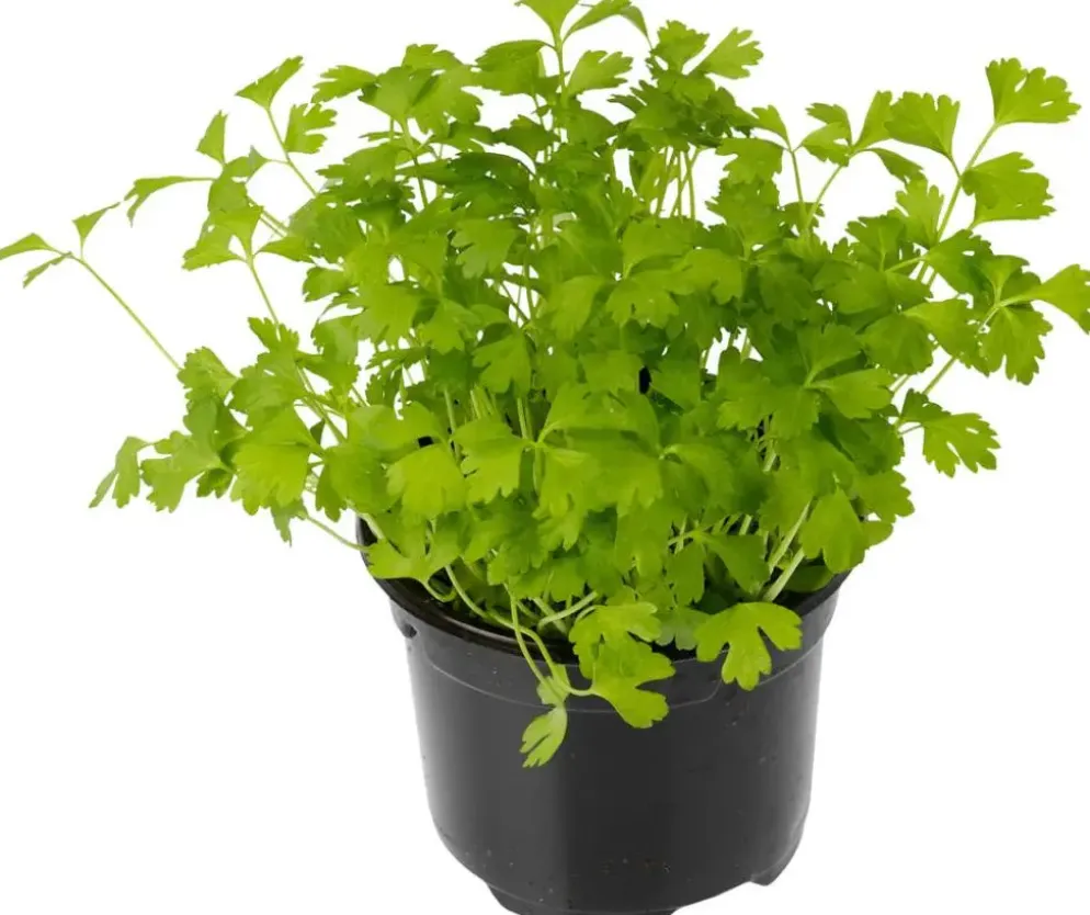 Apium graveolens (Selderij) 15cm