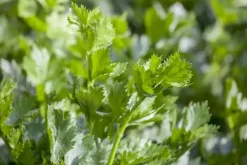 Apium graveolens (Selderij) 15cm