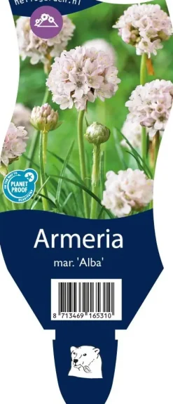 Armeria maritima 'Alba' (Engels gras)