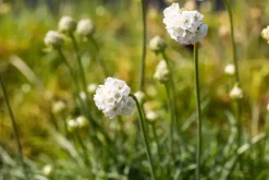 Armeria maritima 'Alba' (Engels gras)