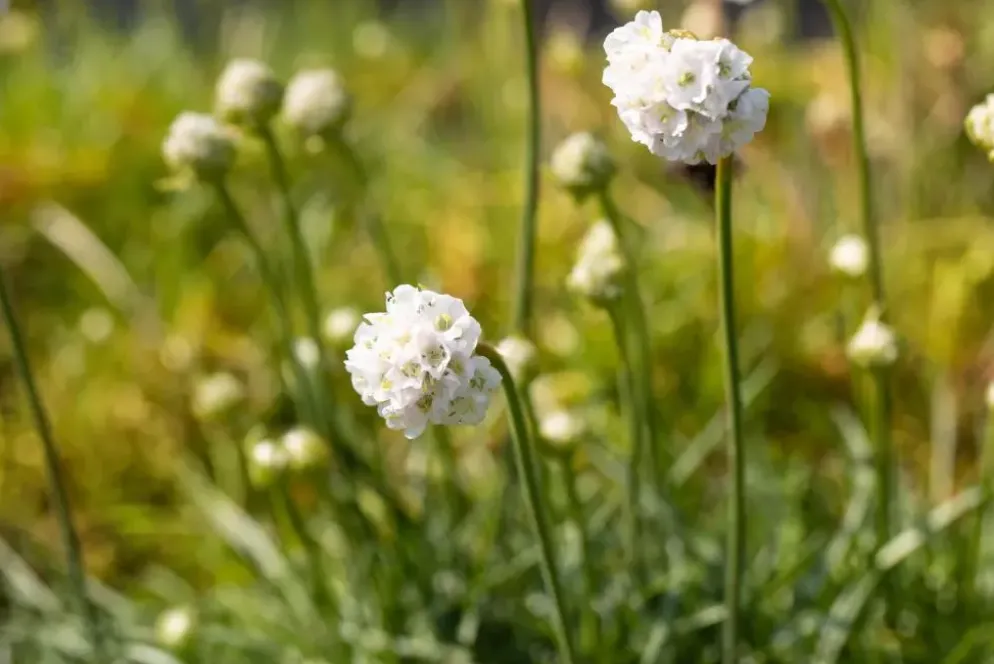 Armeria maritima 'Alba' (Engels gras)
