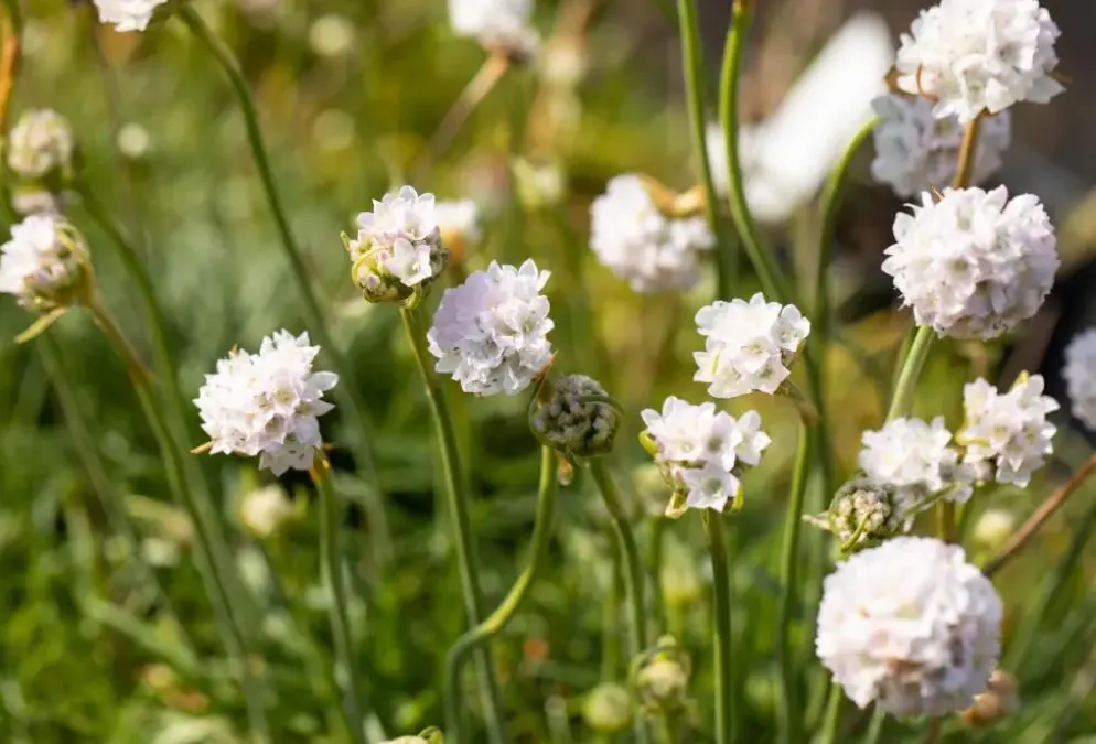 Armeria maritima 'Alba' (Engels gras)