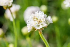 Armeria maritima 'Alba' (Engels gras)