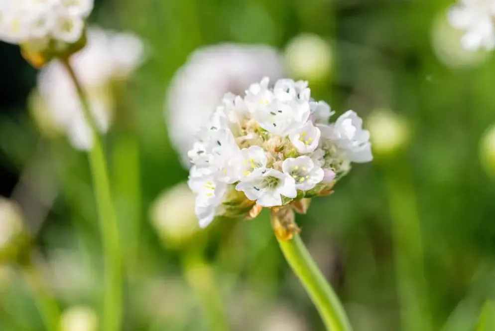 Armeria maritima 'Alba' (Engels gras)