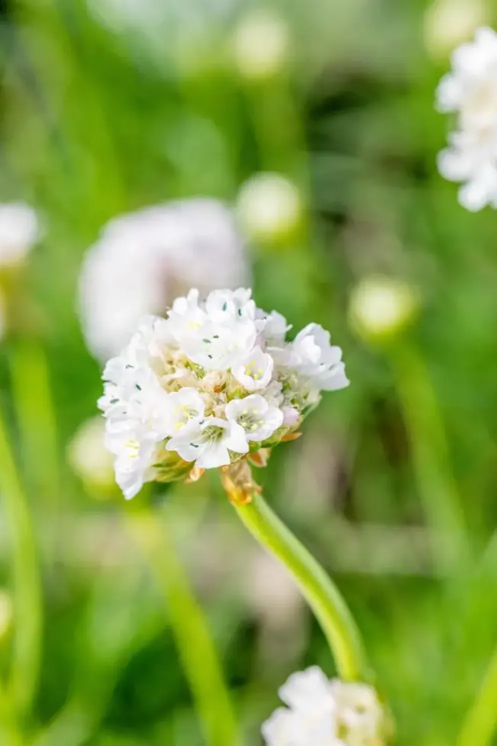 Armeria maritima 'Alba' (Engels gras)