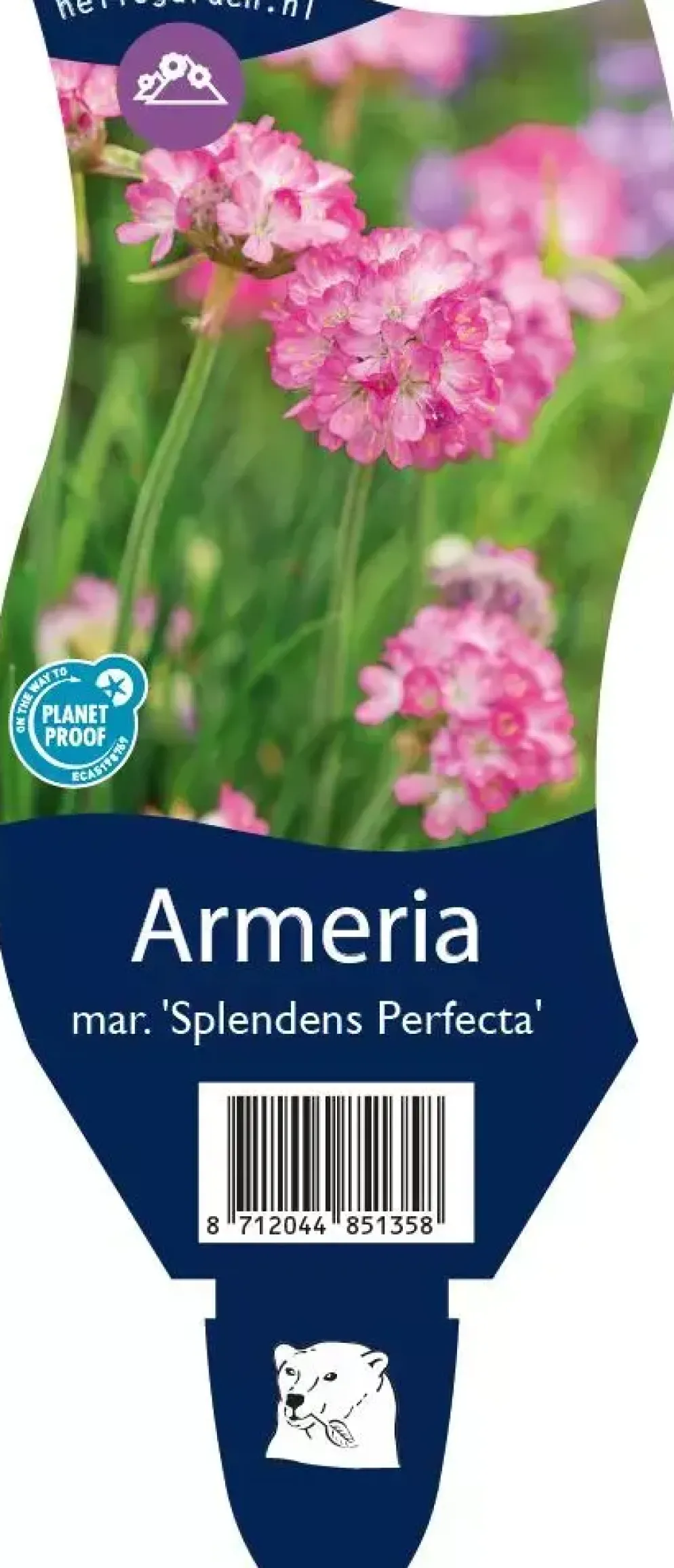 Armeria maritima 'Splendens Perfecta' (Engels gras)