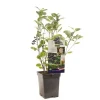 Aronia melanocarpa 'Viking' (Appelbes) fruitplant 60cm
