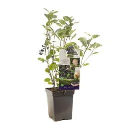 Aronia melanocarpa 'Viking' (Appelbes) fruitplant 60cm