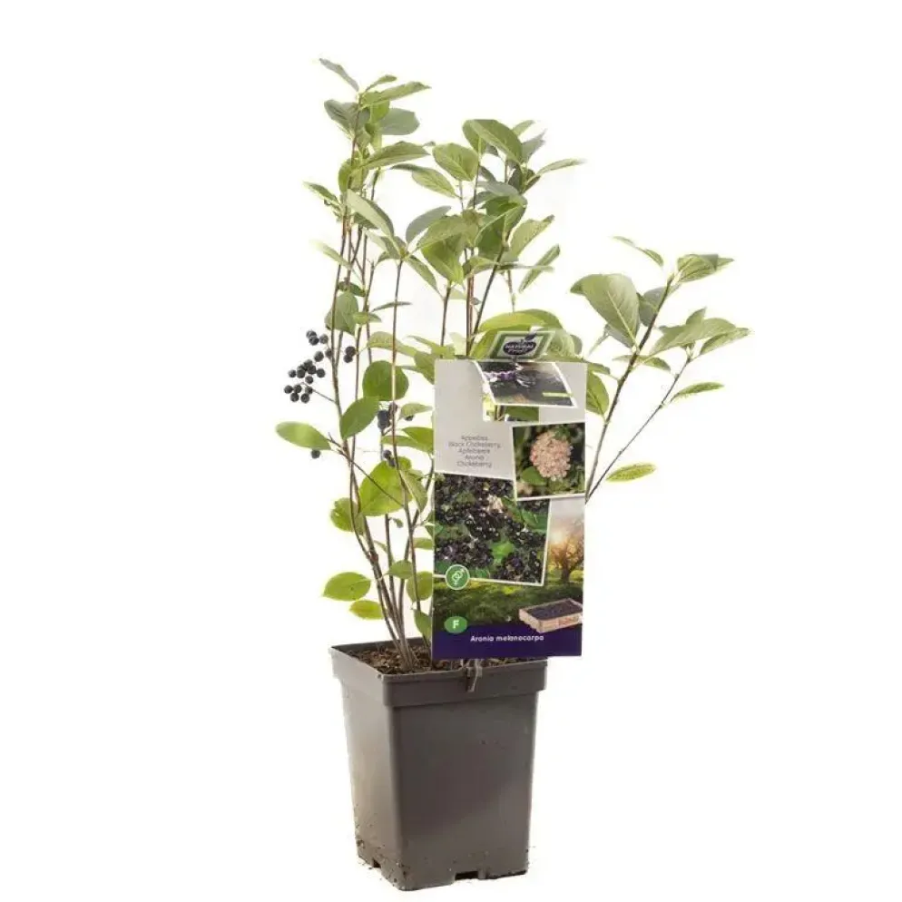 Aronia melanocarpa 'Viking' (Appelbes) fruitplant 60cm