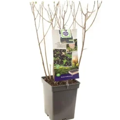 Aronia melanocarpa 'Viking' (Appelbes) fruitplant 60cm
