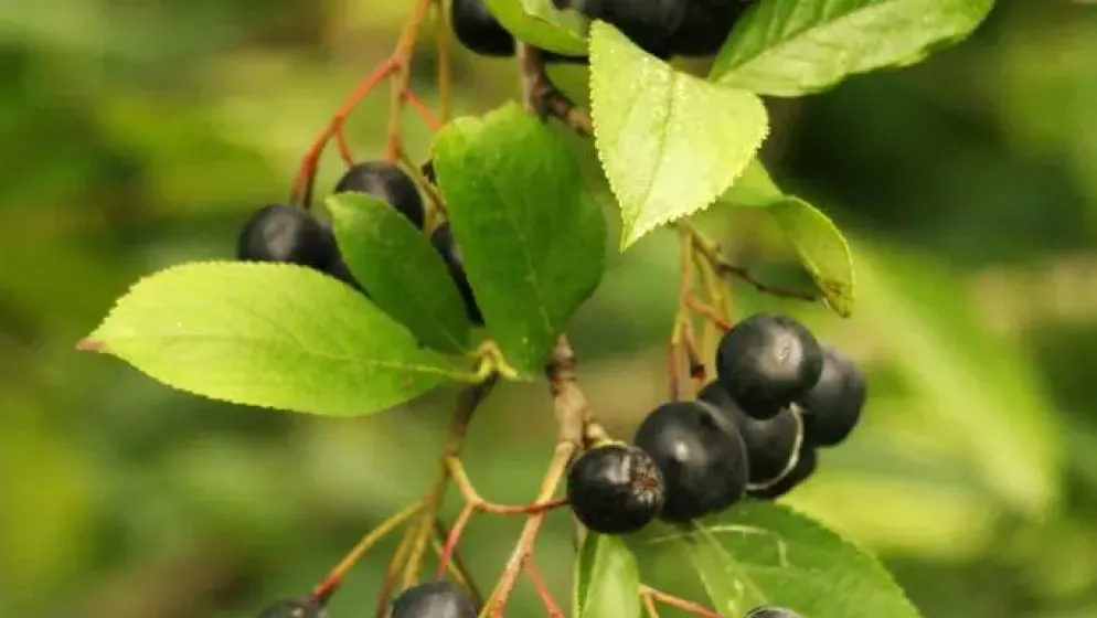 Aronia melanocarpa 'Viking' (Appelbes) fruitplant 60cm