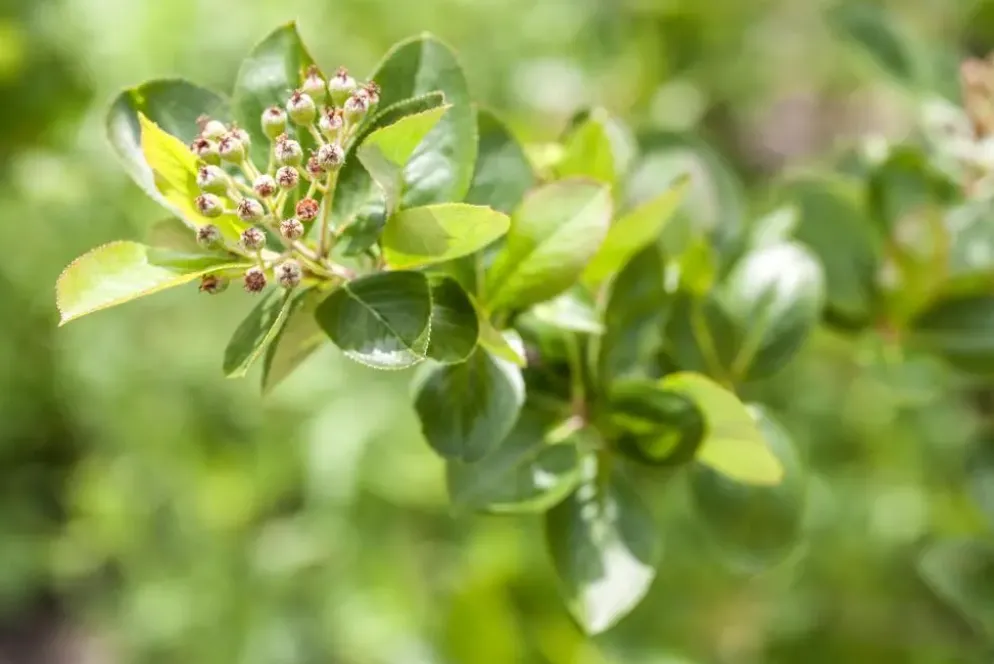 Aronia melanocarpa 'Viking' (Appelbes) fruitplant 60cm