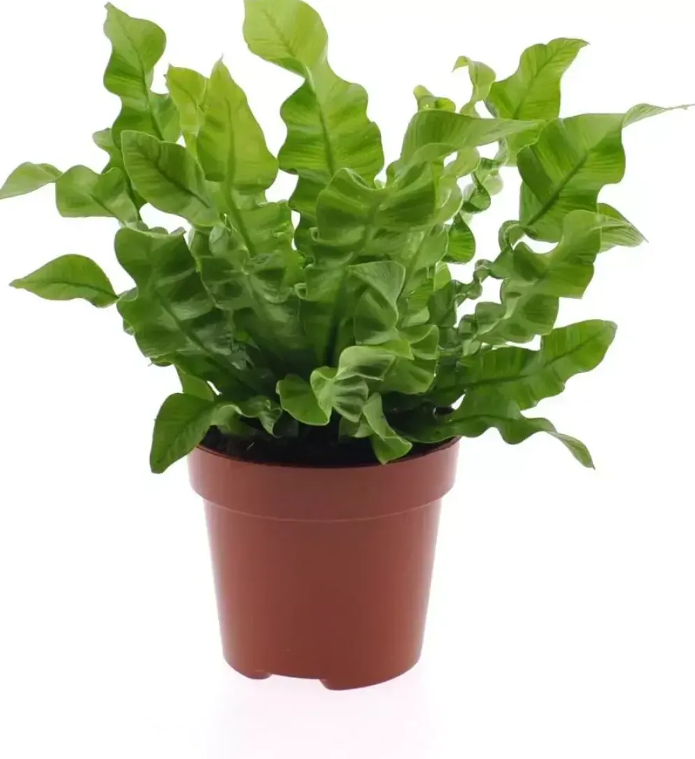 Asplenium nidus 'Crispy Wave' (Streepvaren) 25cm