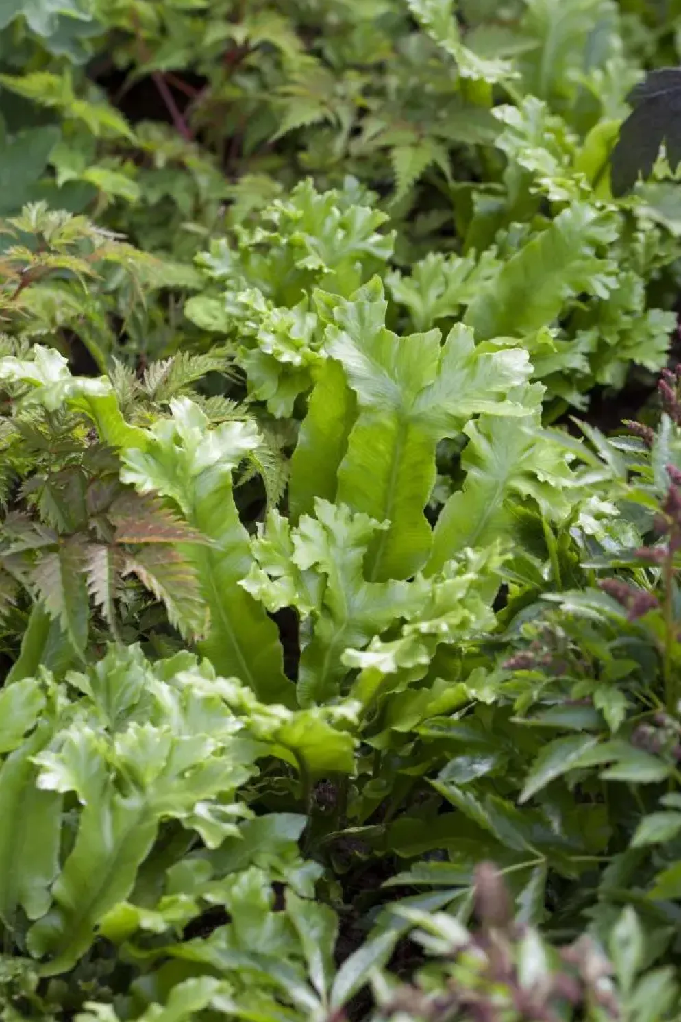 Asplenium scolopendrium (Tongvaren)