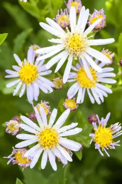 Aster ageratoides 'Asran' (Herfstaster)