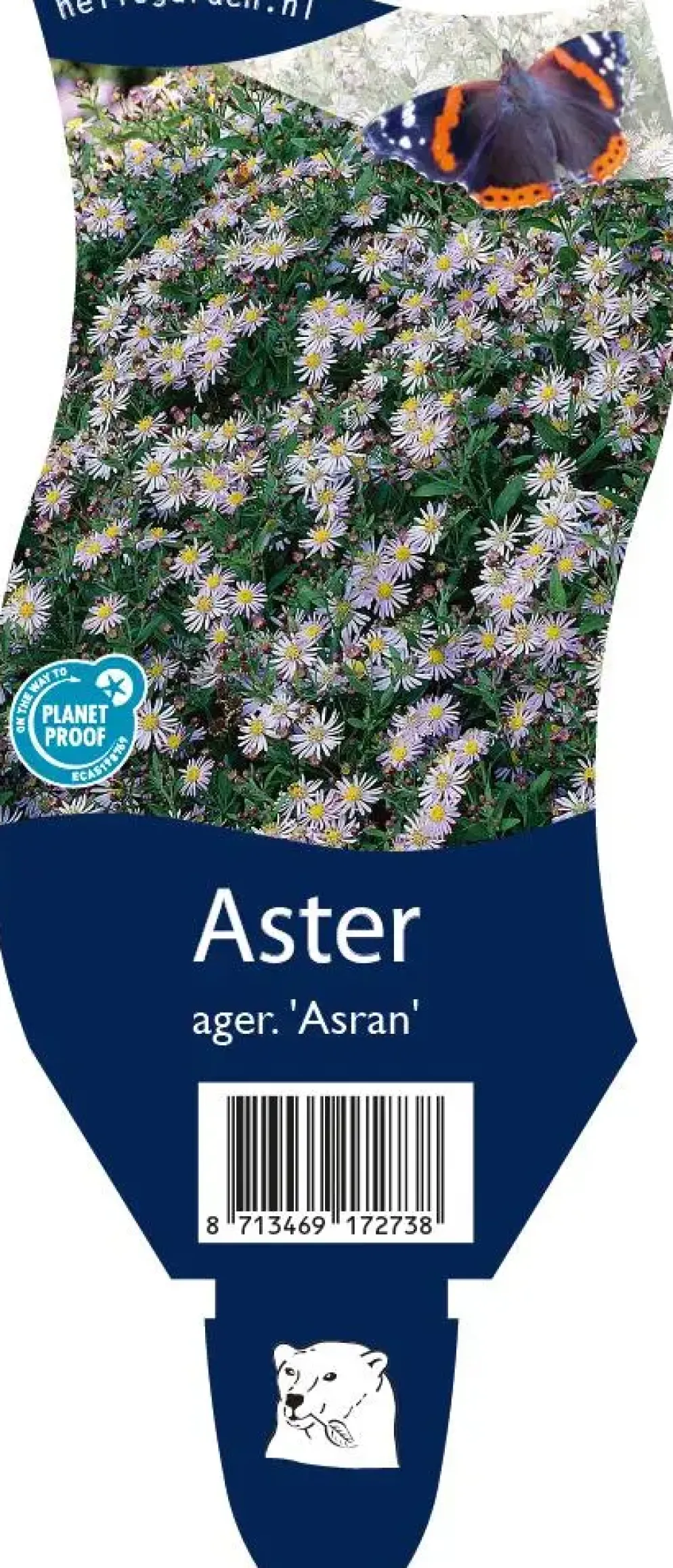 Aster ageratoides 'Asran' (Herfstaster)