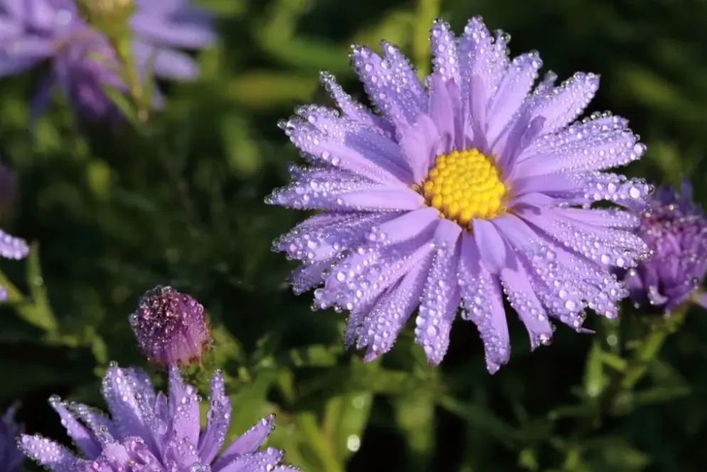 Aster (D) 'Prof.A.Kippenberg' (Herfstaster)
