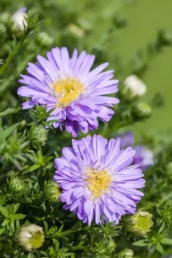 Aster (D) 'Prof.A.Kippenberg' (Herfstaster)