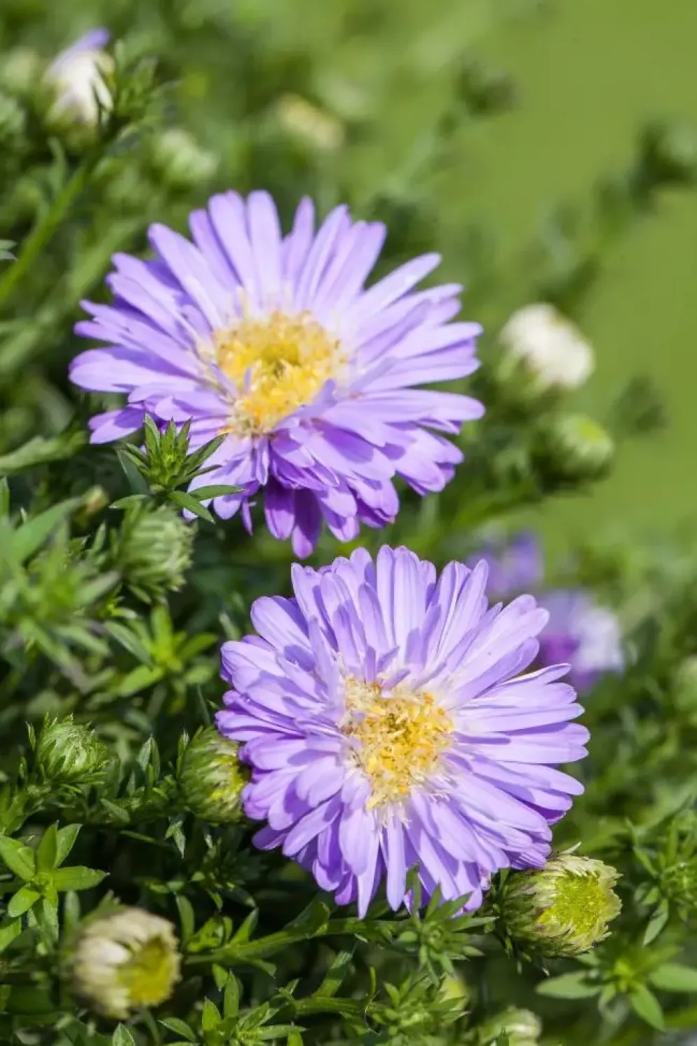 Aster (D) 'Prof.A.Kippenberg' (Herfstaster)